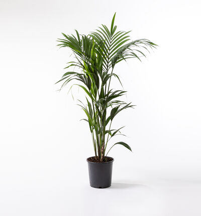 Kentia 110 cm Kentia 110 cm